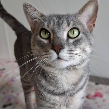 Jimothy -  Domestic Short Hair Cat for Adoption in Belmont, New York - Jimothy | PetCurious