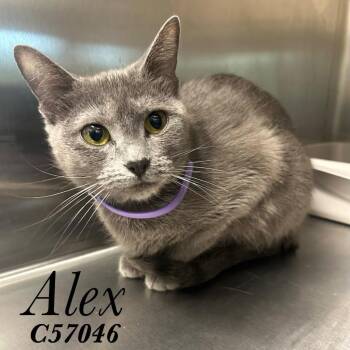 ALEX (mittens) -  Domestic Medium Hair Cat for Adoption in Clarksville, Tennessee - ALEX (mittens) | PetCurious