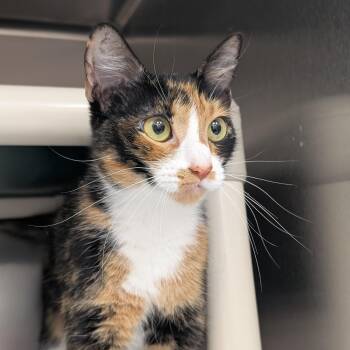 Pebble -  Domestic Short Hair Cat for Adoption in St. Augustine, Florida - Pebble | PetCurious