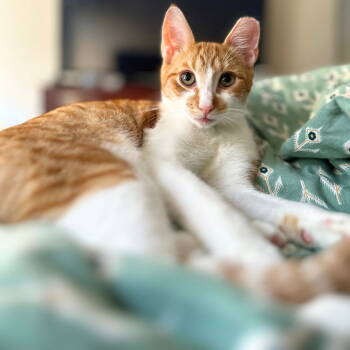 Rescue Domestic Short Hair Cats for Adoption - Cyrus Cypress | PetCurious