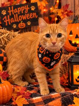 Ember -  Domestic Long Hair Cat for Adoption in Barton, Vermont - Ember | PetCurious