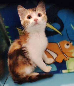 Calico Cats Available for Adoption in San Jacinto, California - Kensie | PetCurious