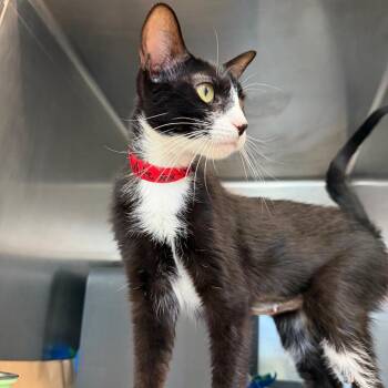 White Sox -  Domestic Short Hair Cat for Adoption in Chicago, Illinois - White Sox | PetCurious