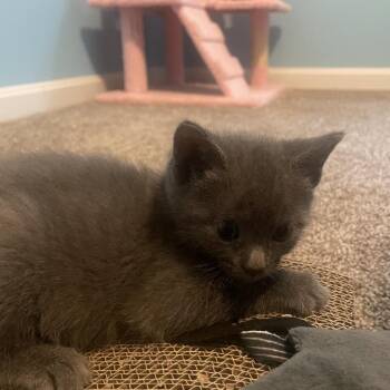 Riptide -  Domestic Short Hair Cat for Adoption in Fairfax Station, Virginia - Riptide | PetCurious
