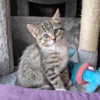 Dory Phantasmagory -  Domestic Short Hair Cat for Adoption in UNIVERSITY PA, Maryland - Dory Phantasmagory | PetCurious