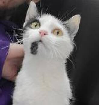 Domestic Short Hair Cats Available for Adoption in Portsmouth, Ohio - Catalina | PetCurious