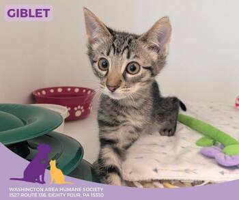 Rescue Domestic Short Hair Cats for Adoption in Eighty Four, Pennsylvania - Giblet | PetCurious