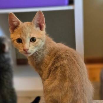 Milo -  Domestic Short Hair Cat for Adoption in Grand Rapids, Minnesota - Milo | PetCurious