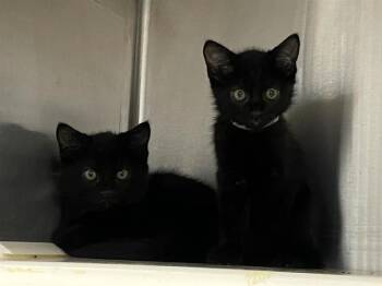 Domestic Short Hair Cats Available for Adoption in Tustin, California - MISS APPEAR | PetCurious