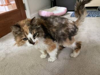 Angela -  Domestic Long Hair Cat for Adoption in Dublin, Ohio - Angela | PetCurious