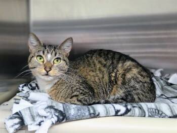 Rescue Domestic Short Hair Cats for Adoption in Ames, Iowa - AMULET | PetCurious