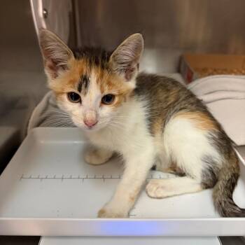 Margo -  Domestic Short Hair Cat for Adoption in Newark, New Jersey - Margo | PetCurious