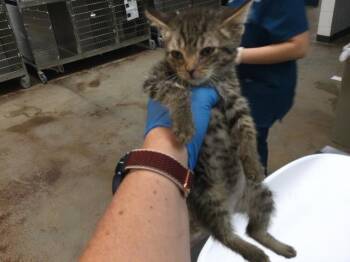 Rescue Domestic Short Hair Cats for Adoption in Thousand Palms, California - BROOKE | PetCurious