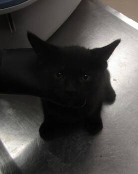 (626) -  Domestic Short Hair Cat Available for Adoption in Marietta, Georgia - (626) | PetCurious