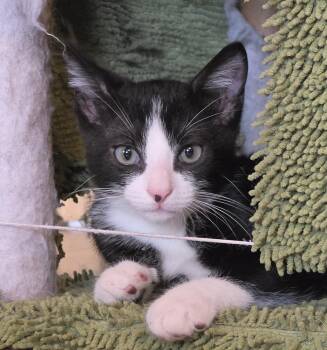 Bandit -  Domestic Short Hair Cat for Adoption in Brandon, Florida - Bandit | PetCurious