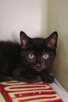 Domestic Short Hair Cats Available for Adoption in North Charleston, South Carolina - 91376A Bean | PetCurious