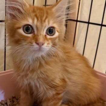 Symba -  Domestic Long Hair Cat for Adoption in New York, New York - Symba | PetCurious