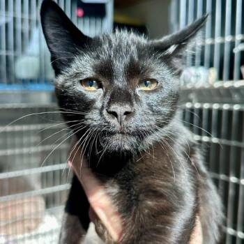 Domestic Short Hair Cats Available for Adoption in Matteson, Illinois - Hershey | PetCurious