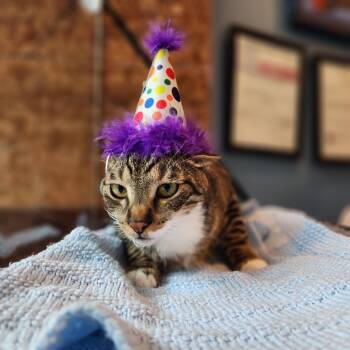 Rescue Domestic Short Hair Cats for Adoption in The Colony, Texas - Trout | PetCurious