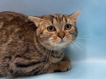 Rescue Domestic Short Hair Cats for Adoption in Golden Valley, Minnesota - Scar | PetCurious