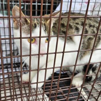 Domestic Short Hair Cats Available for Adoption in Clifton, New Jersey - Charlotte Coming In  | PetCurious