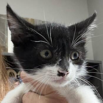 Joker -  Domestic Short Hair Cat for Adoption in Midland, Texas - Joker | PetCurious