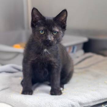 Annabeth -  Domestic Short Hair Cat for Adoption in Wilmington, Delaware - Annabeth | PetCurious