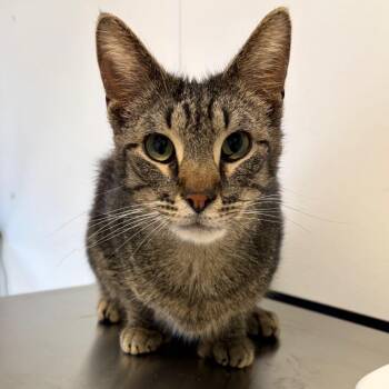 Domestic Short Hair Cats Available for Adoption in Nashville, Tennessee - Todd | PetCurious