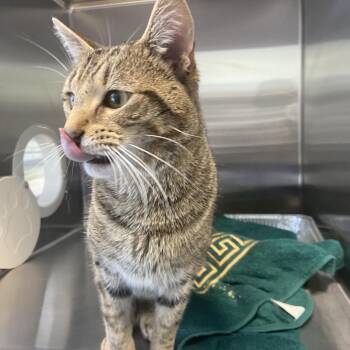 Markus -  Domestic Short Hair Cat for Adoption in Greensboro, North Carolina - Markus | PetCurious