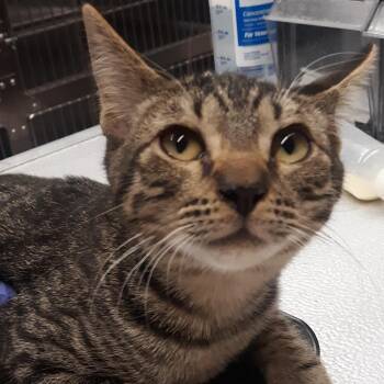 Maynard -  Domestic Short Hair Cat for Adoption in Spokane, Washington - Maynard | PetCurious