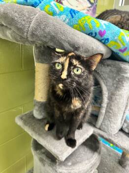 Rescue Domestic Short Hair Cats for Adoption in Johnson City, Tennessee - Winnie (pleasant View) | PetCurious