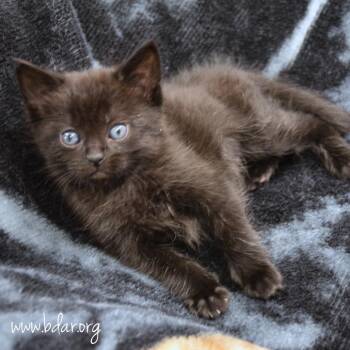 Cherry -  Domestic Short Hair Cat for Adoption in Cheyenne, Wyoming - Cherry | PetCurious
