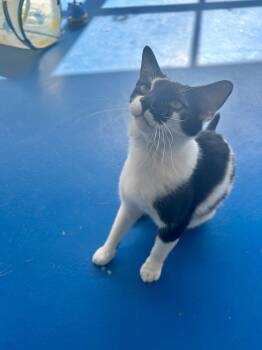 Domestic Short Hair Cats Available for Adoption in Nashville, Tennessee - Merritt | PetCurious