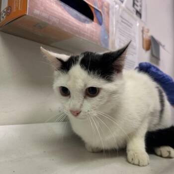 Domestic Short Hair Cats Available for Adoption in Charleston, West Virginia - Teeny | PetCurious