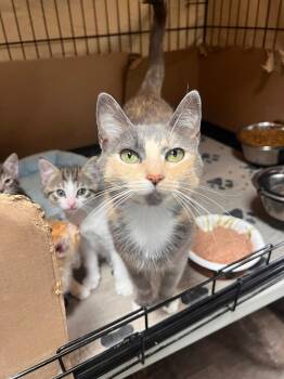 Furrgilicious -  Dilute Tortoiseshell Cat for Adoption in Jurupa Valley, California - Furrgilicious | PetCurious