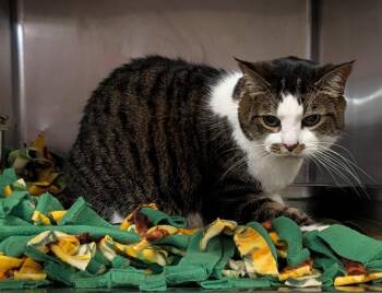 Tabby and Domestic Short Hair Cats Available for Adoption in Marietta, Ohio - Bowser (Neutered) | PetCurious