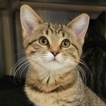 Lainie -  Domestic Short Hair Cat for Adoption in Columbia, Missouri - Lainie | PetCurious