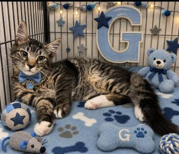 Gordon -  Domestic Medium Hair Cat for Adoption in Washington Court House, Ohio - Gordon | PetCurious