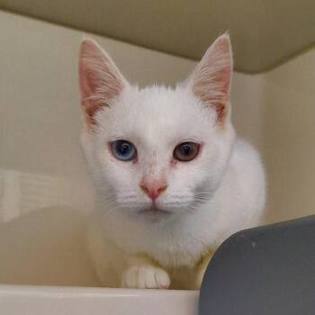 Macrame -  Domestic Short Hair Cat for Adoption in Watertown, New York - Macrame | PetCurious