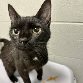 Domestic Short Hair Cats Available for Adoption in Galax, Virginia - Juniper | PetCurious