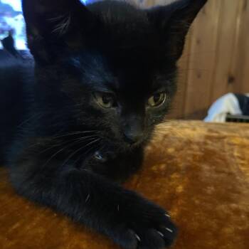 John -  Domestic Short Hair Cat for Adoption in Columbia, Missouri - John | PetCurious