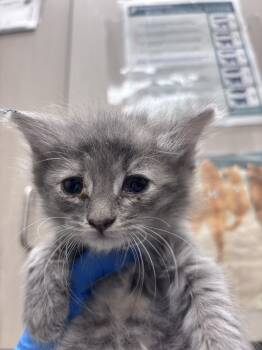 Rescue Domestic Long Hair Cats for Adoption in Las Vegas, Nevada - ELEVEN | PetCurious