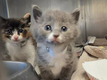 Domestic Short Hair Cats Available for Adoption in Martinez, California - A1046261 | PetCurious
