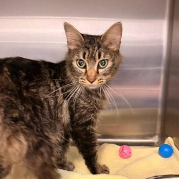 Connie -  Domestic Medium Hair Cat for Adoption in Indianapolis, Indiana - Connie | PetCurious