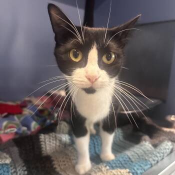 Petoskey Stone -  Domestic Short Hair Cat for Adoption in Dearborn, Michigan - Petoskey Stone | PetCurious