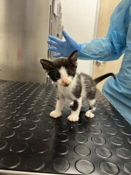 Humphrey Bogart -  Domestic Short Hair Cat for Adoption in Roseville, California - Humphrey Bogart | PetCurious