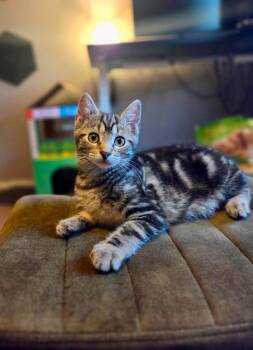 Roobarb -  Domestic Short Hair Cat for Adoption in Gorham, Maine - Roobarb | PetCurious
