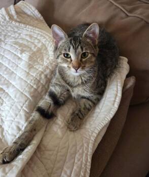 Rescue Domestic Short Hair Cats for Adoption in Stamford, Connecticut - Sweet, Snuggly Young | PetCurious