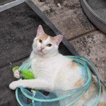 Joey -  Domestic Short Hair and Turkish Van Cat for Adoption in San Jose, California - Joey | PetCurious