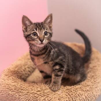 Sprite -  Domestic Short Hair Cat for Adoption in St. Augustine, Florida - Sprite | PetCurious